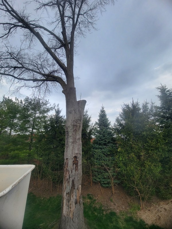 Indianapolis Tree Service - Removal