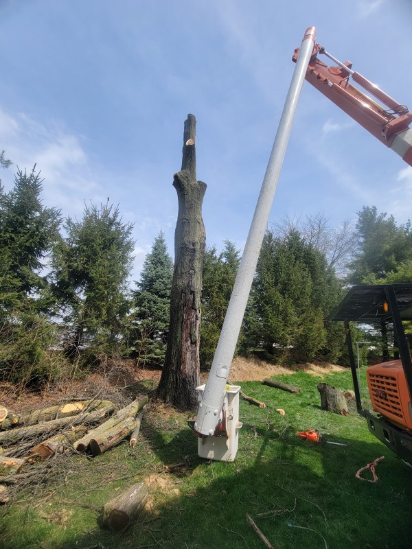 Tree Removal Phase 1
