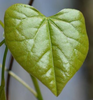 Redbud Leaf