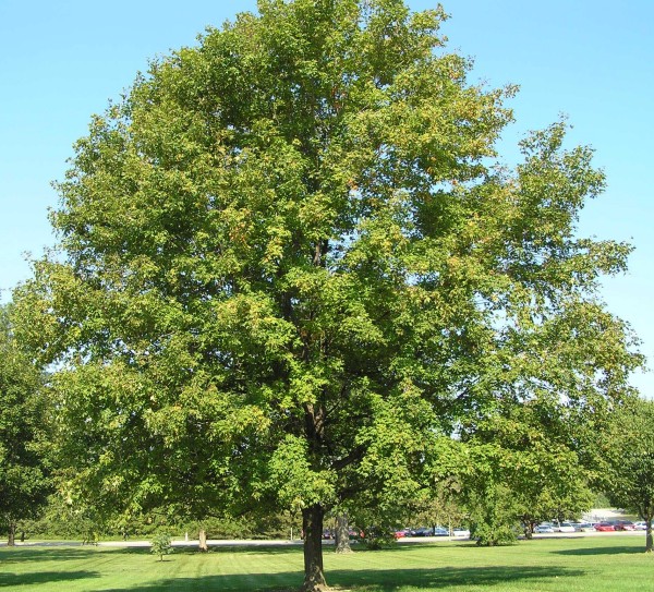Sugar Maples are Common in Indiana