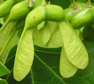 Sugar Maple Seeds