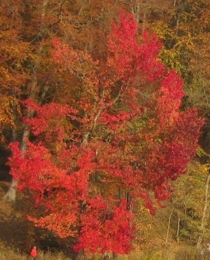 Indianapolis Trees - Sweet Gum