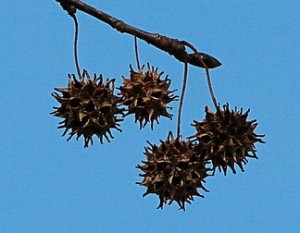 Sweet Gum Seed Pod