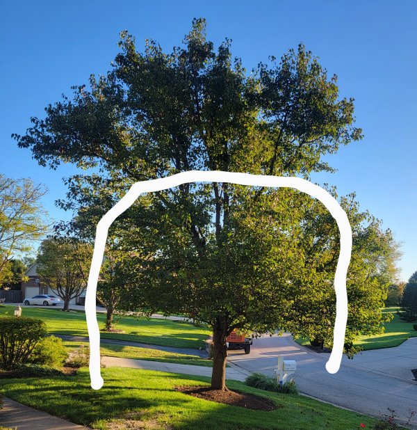 Tree Trimming Service - Indianapolis