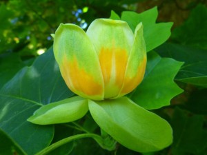 Indianapolis Trees - Tulip Blossom
