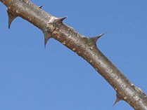 Black Locust Firewood - Thorns