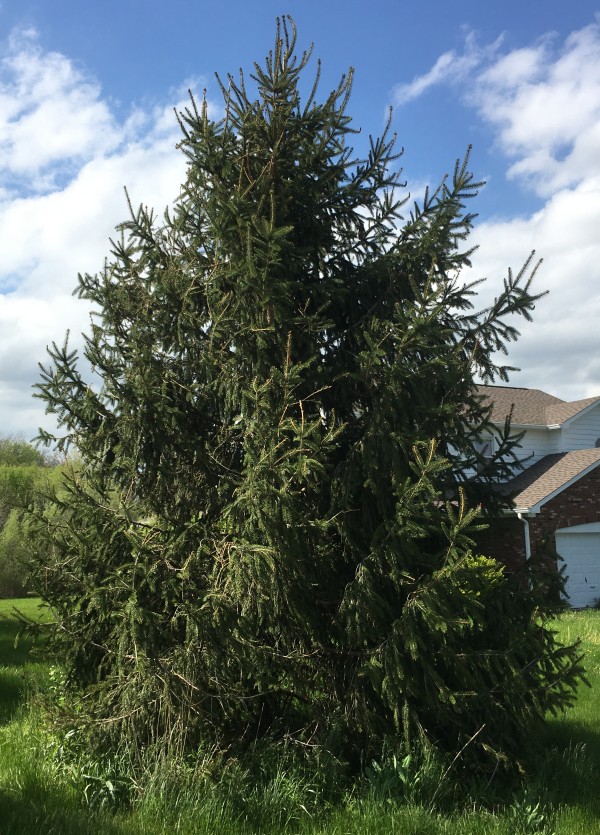 Norway Spruce Tree