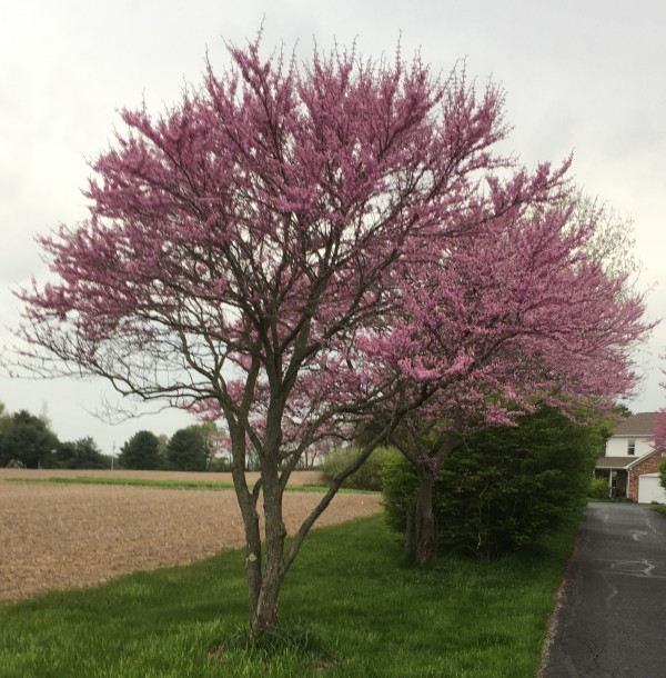 Indianapolis Trees - Eastern Redbud