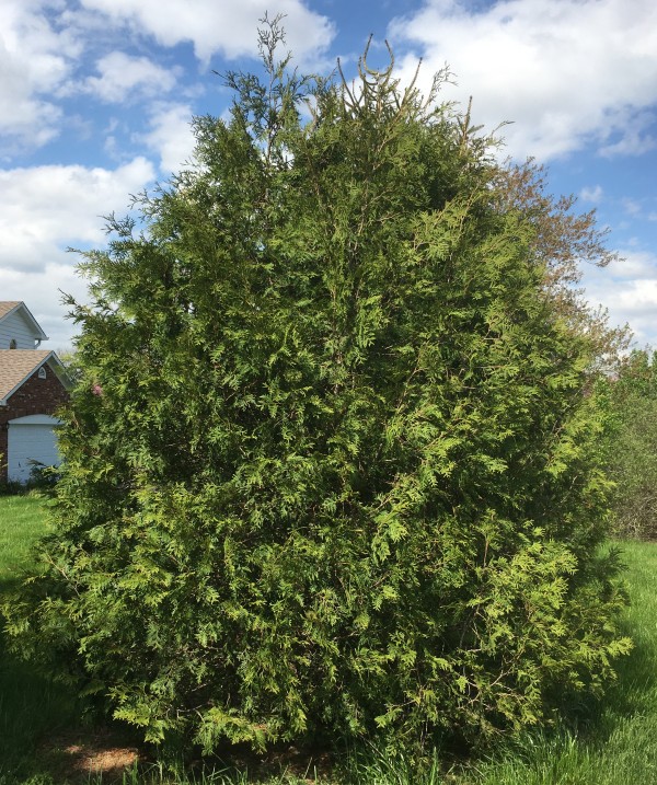 Northern White Cedar