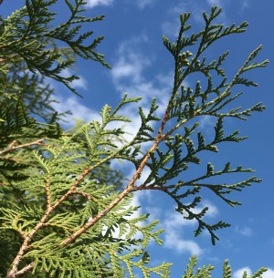 Northern white cedar foliage