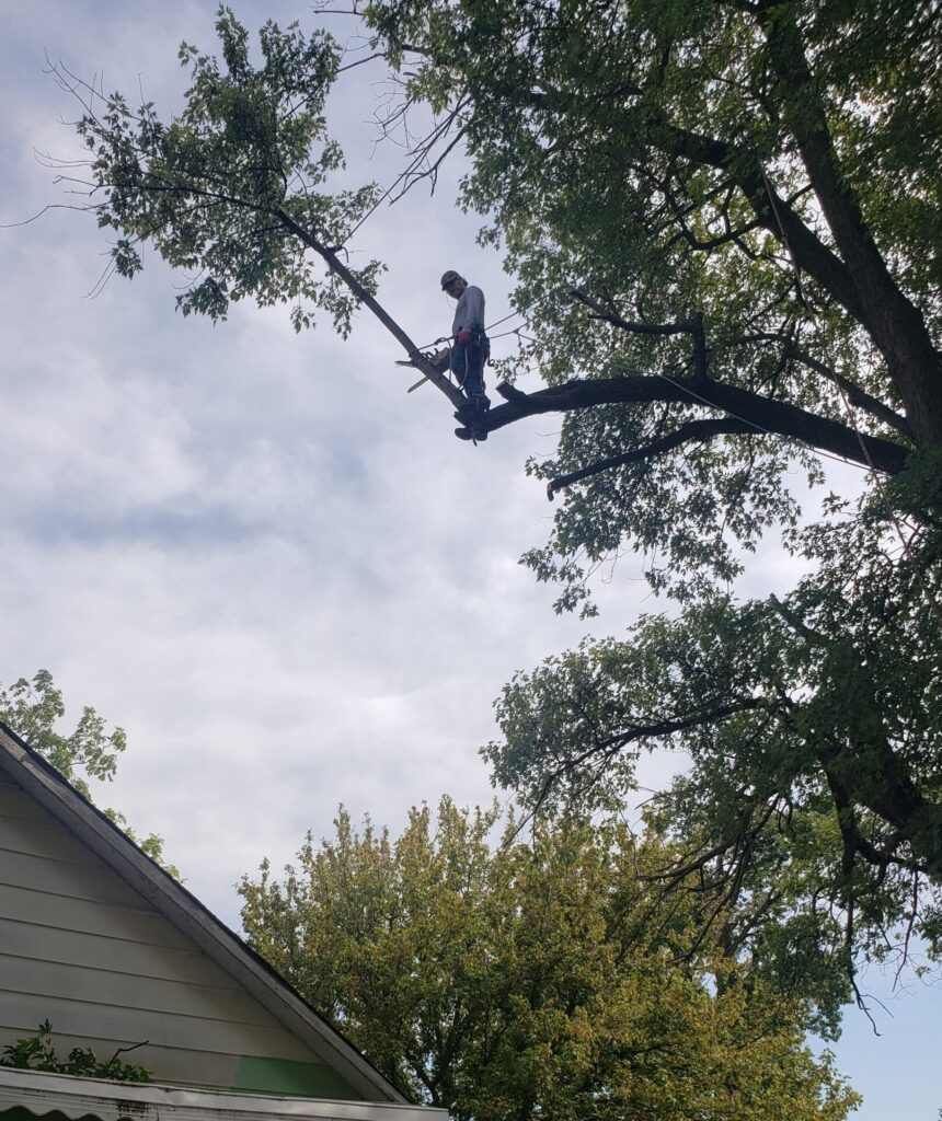 Trimming tree over house - indianapolis