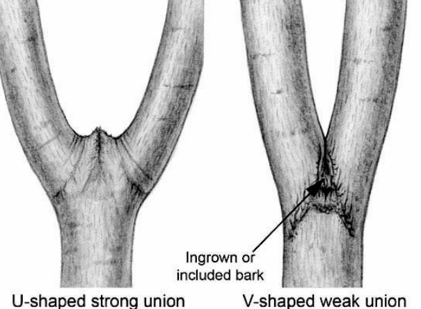 Strong versus weak branches