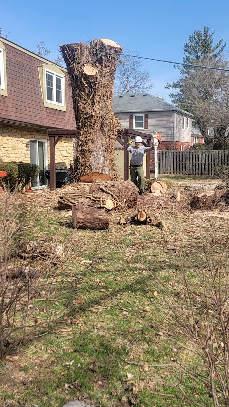 Indianapolis tree removal First section