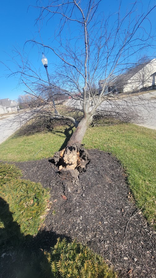 Indianapolis tree removal - Chokecherry 