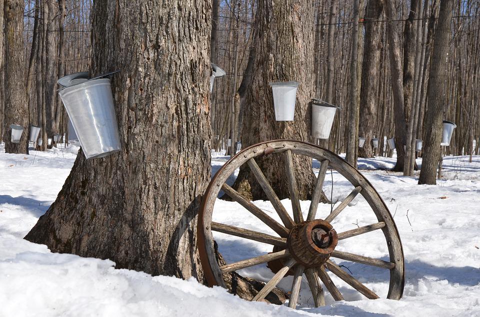 Sap Buckets for Indiana Maple Syrup