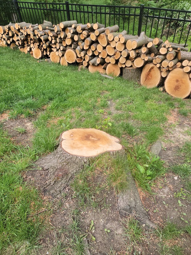 Before Stump Grinding - Indianapolis