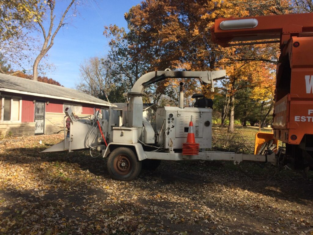 tree removal Indianapolis