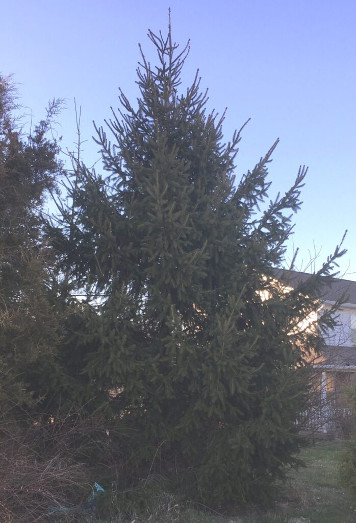 Trees for Sale in the Indianapolis Area