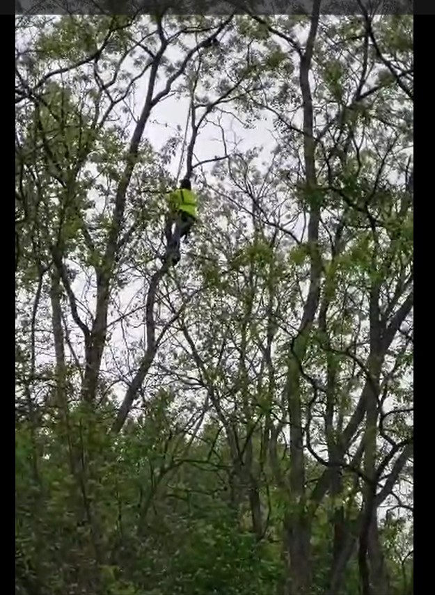 Jose climbing to rescue cat