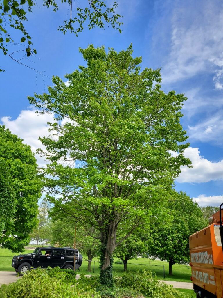Norway maple before trimming