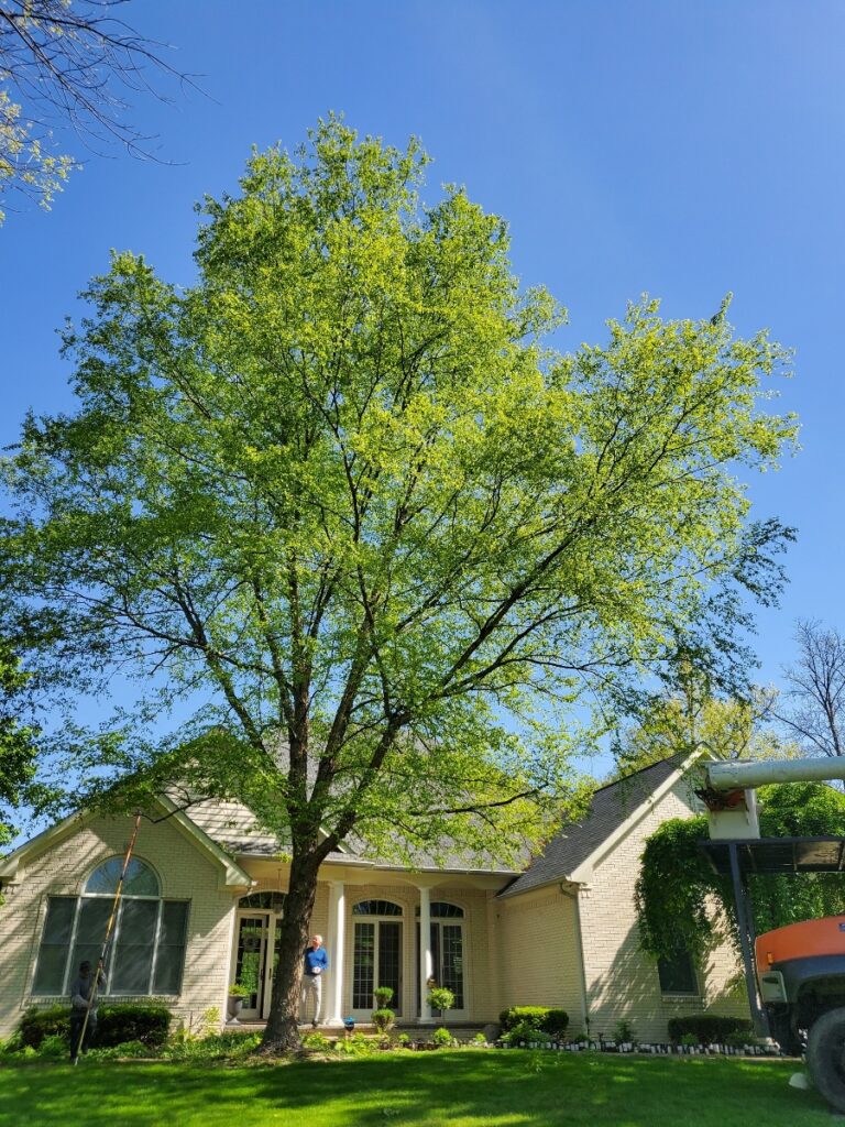 River birch before trimming