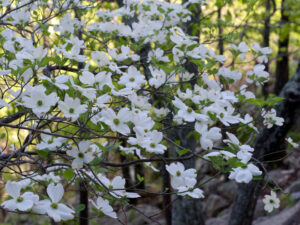 Flowering dogwood blooms