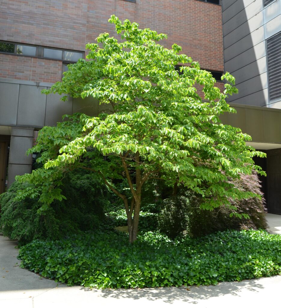 Flowering dogwood